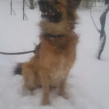 sneeuwsnor