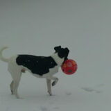 Odie in de sneeuw.
