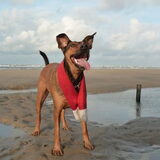 Skippy op het strand (De wassenaarse slag)