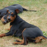 Ann-Chiara Bis Jakaranda, mama van onze nieuwe pup. Ze zal juli…