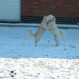 Foto van Melissa, Dempsey, Taiko, Minos & *Nina*
