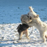 Foto van Melissa, Dempsey, Taiko, Minos & *Nina*