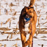 Foto van Hetty & Skipper