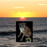 Onze lieverd Toby /27-05-1998/09-08-2010.