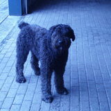 Kazan ik vind het een helen mooie foto het best lastig op je hond stil…