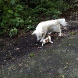 aan het spelen ik hou van grote honden