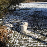 Quincy in de sneeuw