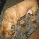 Foto van Rip diesel, King en hummer