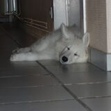slaap puppy slaap