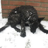 De eerste kennismaking met sneeuw; wat is dat ???????
