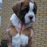 Ginger