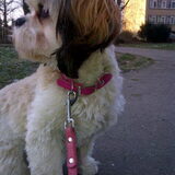 trots met nieuwe halsband!
