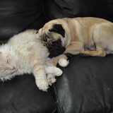 Foto van Abby &Google