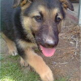 Duitse Herder pup