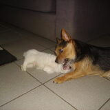 Aan het spelen met Jack, het hondje van de buren.
