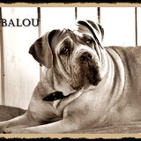 mijn mooie lieve balou.. wat ben ik gek op haar!