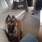 Onze draak