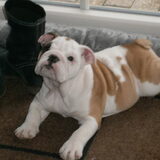 engelse bulldog BO