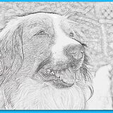 hond van nicole