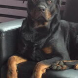Foto van Hannie met Beer en Chelsea
