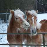 Nordy (L) geeft Carolien (R) een kusje