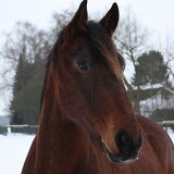 De 1e aanwinst: Brenzo. 3/4 Fries en 1/4 KWPN ruin. Hij heeft mij al…