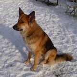 Pjotr, onze Bosnische straathond... dol op kou en sneeuw