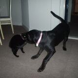 Foto van Daisy & Senna