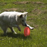 Rowan gaat achter de frisbee aan.
