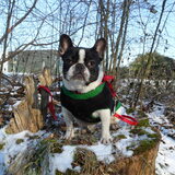 Foto van Hannah, Oscar en Koda