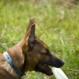 Niet scherp maar Myla's eerste keer een frisbee in haar bekkie
