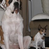 Shortie (16 geworden) en Mollie (7 jaar geworden) .. de dikke en de…