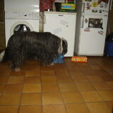 ..met snuffelen en schudden..