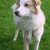 Zibo
