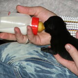 De puppy's het flesje geven