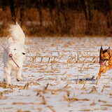 Foto van Hetty & Skipper
