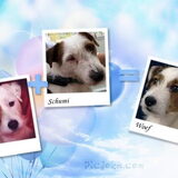 Broers met vader, wat een heerlijk honden