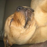 Foto van Rip diesel, King en hummer