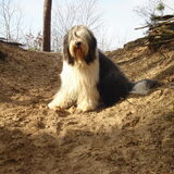 Grote vriend
