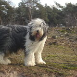 Duuk, je haar danst