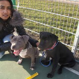 me and my dogz
