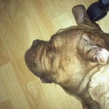 Foto van Colin