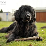 Foto van Inge, Rottweiler Nika & m'n Canadeesje(s)
