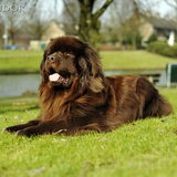 Foto van Inge, Rottweiler Nika & m'n Canadeesje(s)