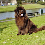 Foto van Inge, Rottweiler Nika & m'n Canadeesje(s)