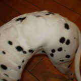 Hier had Indy even 2 dagen een huid allergie...