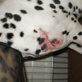 Hier was Indy net gehecht, nadat ze gegrepen was door een andere hond.