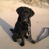 dit was onze vorige hond diesel (L) rip mijn schatje