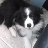 mooie man(L)