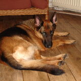 Onze helaas overleden hond Donna. Mijn eerste Duitse Herder